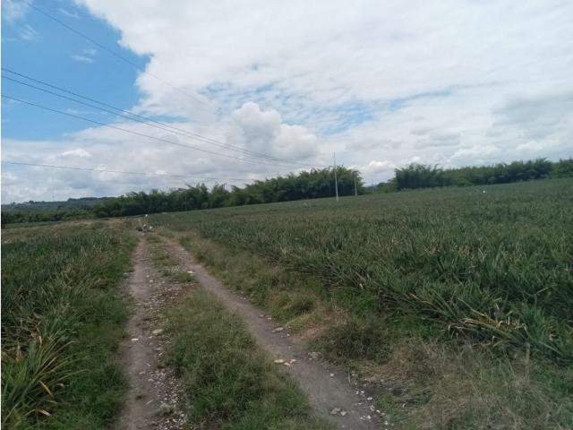 Finca en venta en La Tebaida, Valle