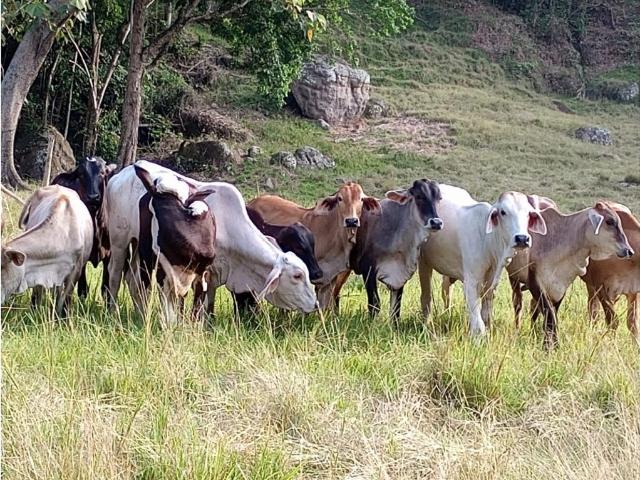 Finca en venta en Tolima
