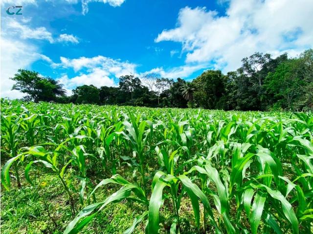 Cortijo de alto standing de 1100000 m2 en venta Cerro Punta, Provincia de Chiriquí