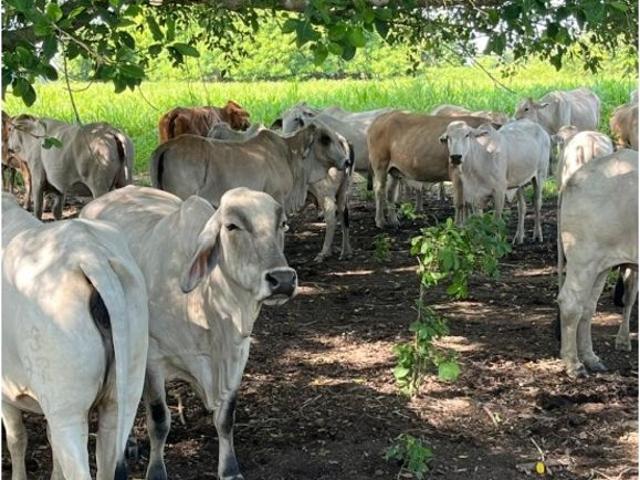 Finca en venta en Córdoba