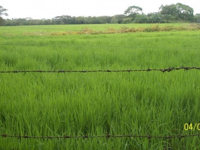 Finca en venta en Tolima