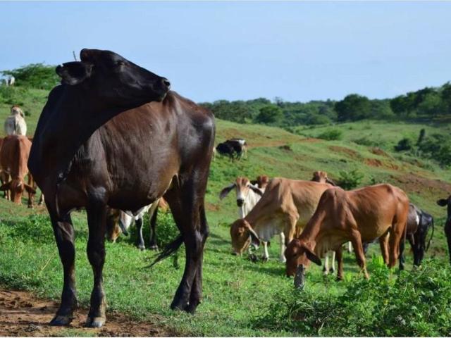 Cortijo de alto standing de 1300000 m2 en venta Arjona, Departamento de Bolívar