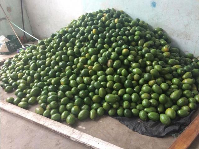 Finca en venta en Tolima