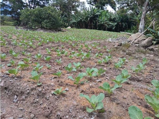 Finca venta en Volcán