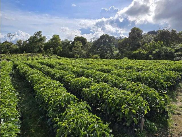 Cortijo de alto standing de 1630000 m2 en venta Boquerón, Provincia de Colón