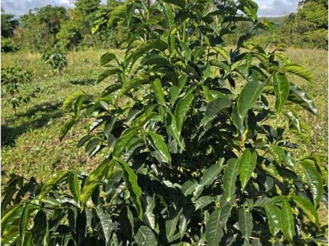 Cortijo de alto standing de 1630000 m2 en venta Boquerón, Provincia de Colón