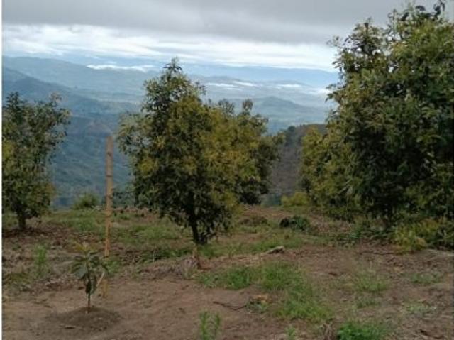 Finca en venta en Quindío