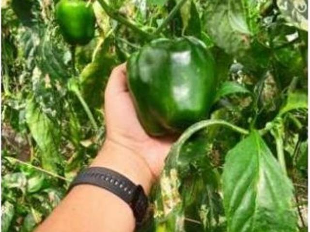 Cortijo de alto standing de 1950000 m2 en venta Boquerón, Panamá