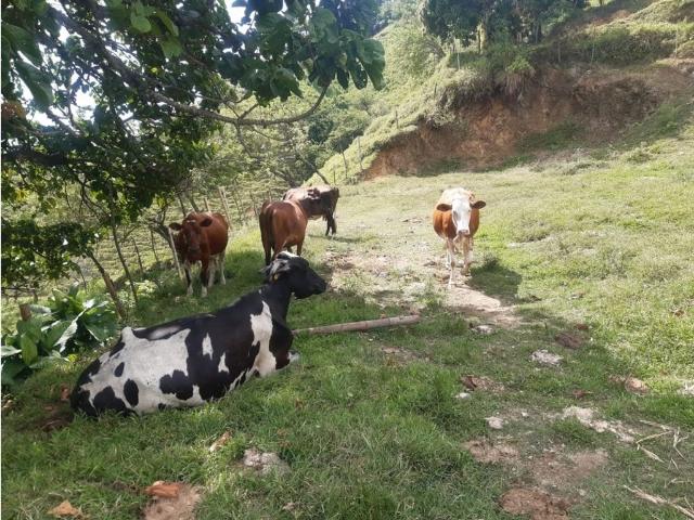 Cortijo de alto standing de 198400 m2 en venta La Virginia, Departamento de Risaralda