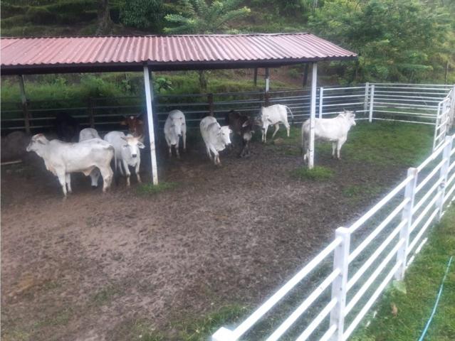 Cortijo de alto standing de 198400 m2 en venta La Virginia, Departamento de Risaralda