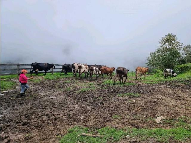 Finca en venta en Quindío