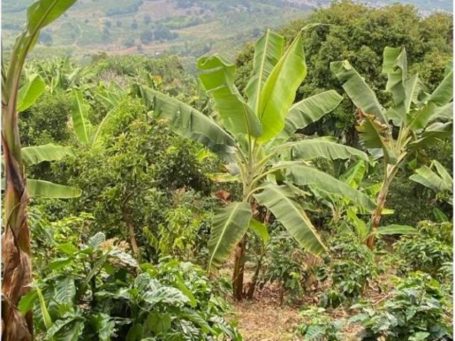 Finca en venta en Caicedonia, Valle Del Cauca