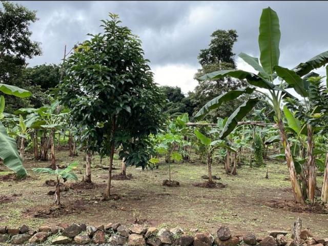 Cortijo de alto standing de 290000 m2 en venta Ciudad de Panamá, Panamá