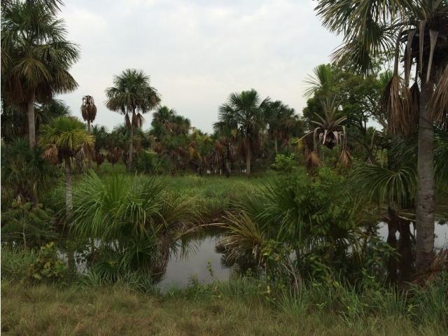 Cortijo de alto standing de 30000000 m2 en venta Cumaribo, Colombia