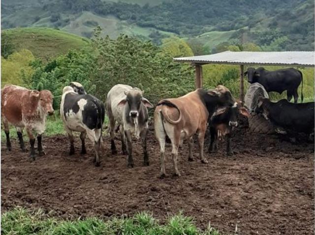 Cortijo de alto standing de 3072000 m2 en venta La Victoria, Departamento de Boyacá