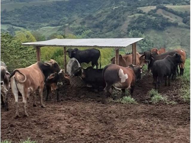 Cortijo de alto standing de 3072000 m2 en venta La Victoria, Departamento de Boyacá