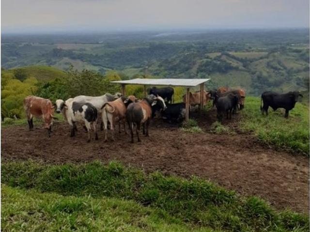 Cortijo de alto standing de 3072000 m2 en venta La Victoria, Departamento de Boyacá