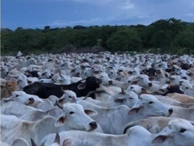 Propiedad en venta en Las Mercedes, Guárico