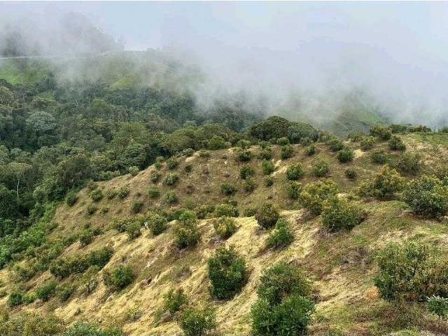 Finca en venta en Tolima
