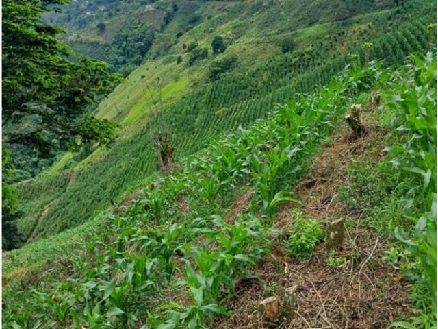 Finca en venta en Risaralda