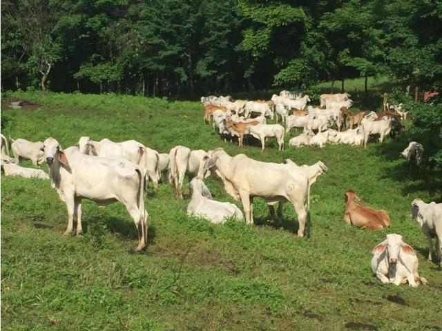 Cortijo de alto standing de 3945000 m2 en venta Soná, Panamá