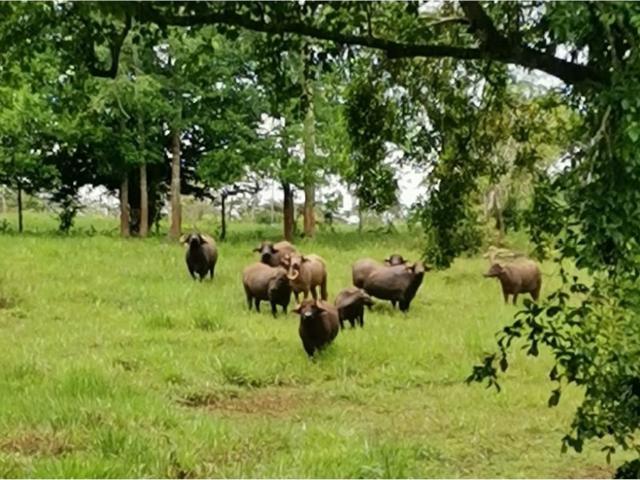 Finca venta en Arosemena, La Chorrera