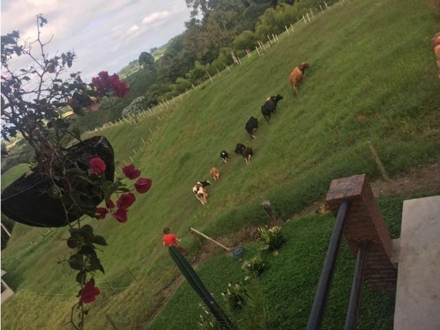 Finca en venta en Quindío