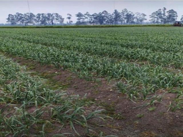 Finca en venta en Cundinamarca