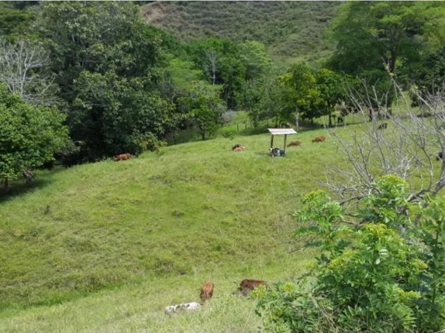 Cortijo de alto standing de 640000 m2 en venta La Victoria, Colombia