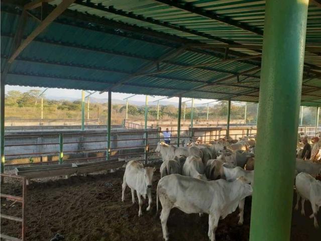 Propiedad en venta en Tinaco, Cojedes