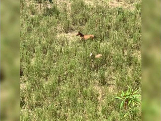 Cortijo de alto standing de 80000 m2 en venta Boquete, Panamá