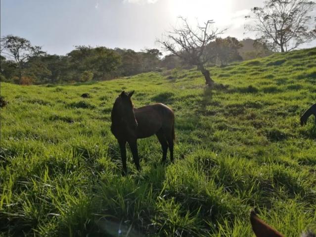 Cortijo de alto standing de 880000 m2 en venta Capira, Panamá