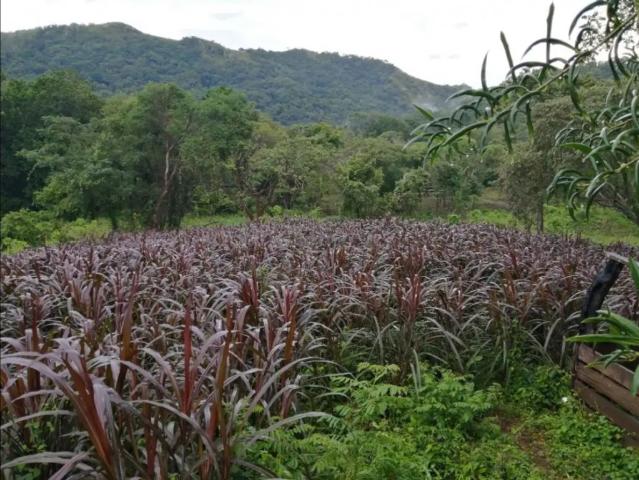 Cortijo de alto standing de 880000 m2 en venta Capira, Panamá