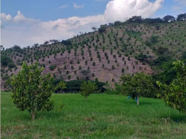 Finca en venta en Toro, Valle Del Cauca