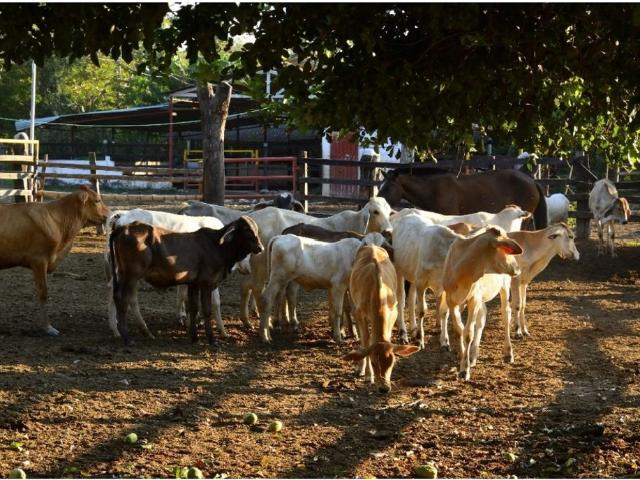 Cortijo de alto standing en venta Aguachica, Colombia