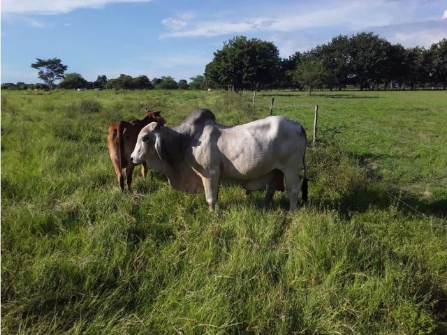 Cortijo de alto standing en venta Aguachica, Colombia