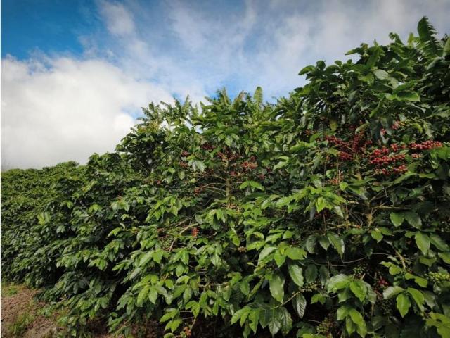 Finca en venta en Caldas, Aguadas