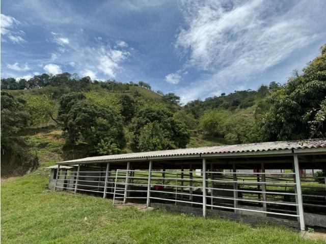Finca en venta en Belalcázar, Bajo Occidente
