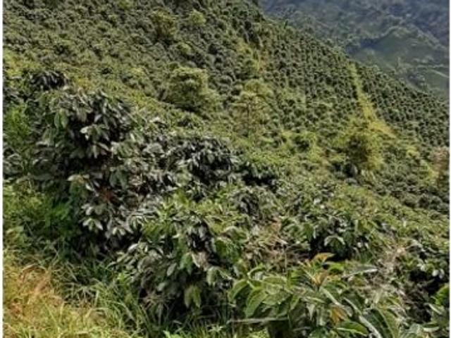 Cortijo de alto standing en venta Betania, Colombia
