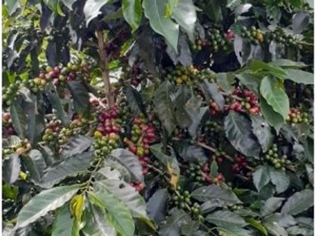 Cortijo de alto standing en venta Betania, Colombia