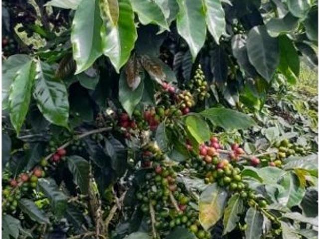 Cortijo de alto standing en venta Betania, Colombia