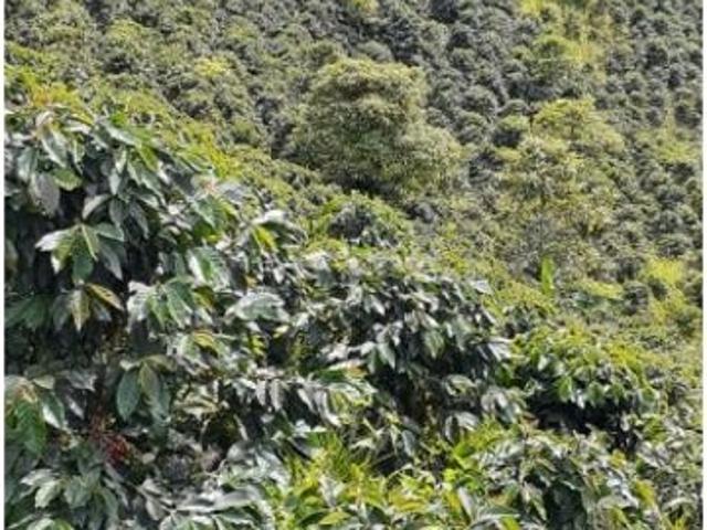 Cortijo de alto standing en venta Betania, Colombia
