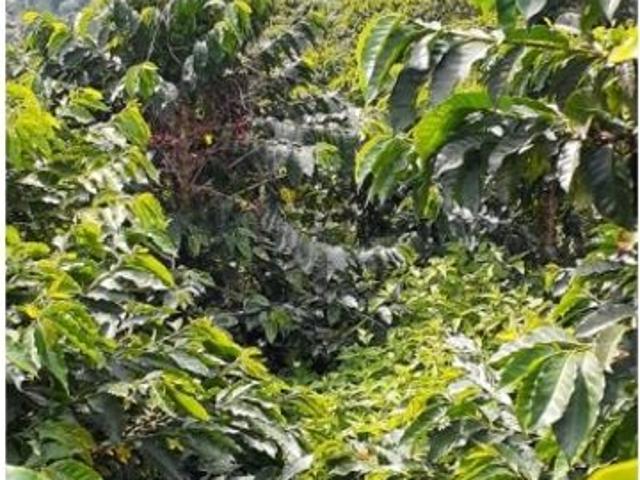 Cortijo de alto standing en venta Betania, Colombia