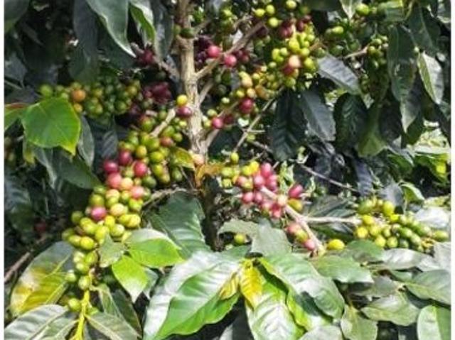 Cortijo de alto standing en venta Betania, Colombia