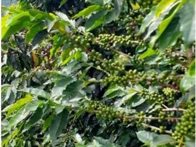 Cortijo de alto standing en venta Betania, Colombia