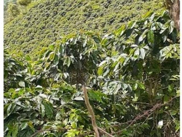 Cortijo de alto standing en venta Betania, Colombia