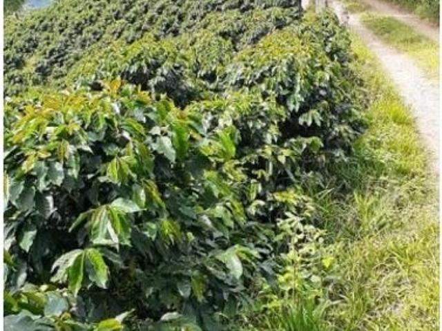 Cortijo de alto standing en venta Betania, Colombia