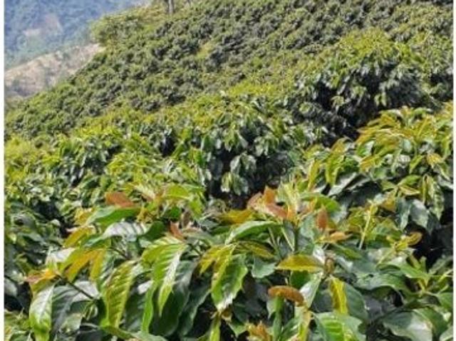Cortijo de alto standing en venta Betania, Colombia