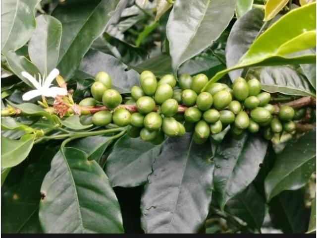 Cortijo de alto standing en venta Boquete, Panamá