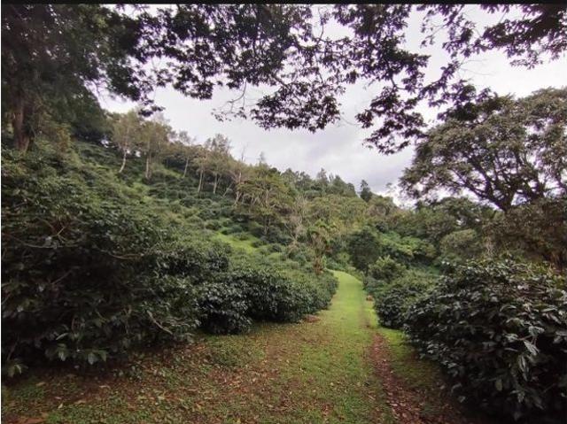 Cortijo de alto standing en venta Boquete, Panamá